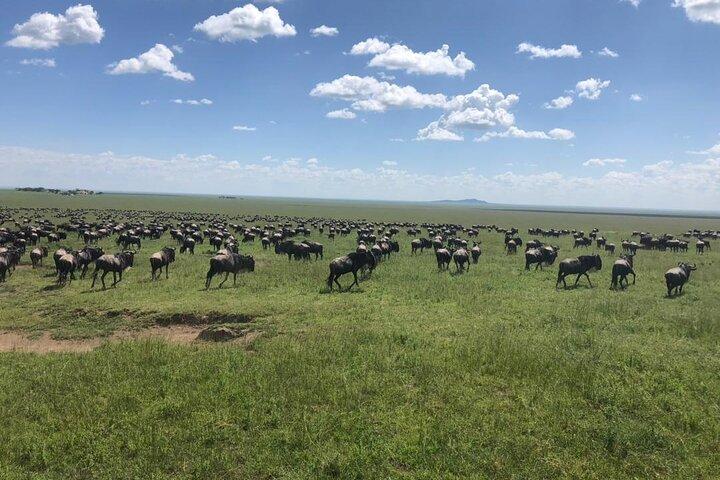 4 Days Tanzania Camping Safari