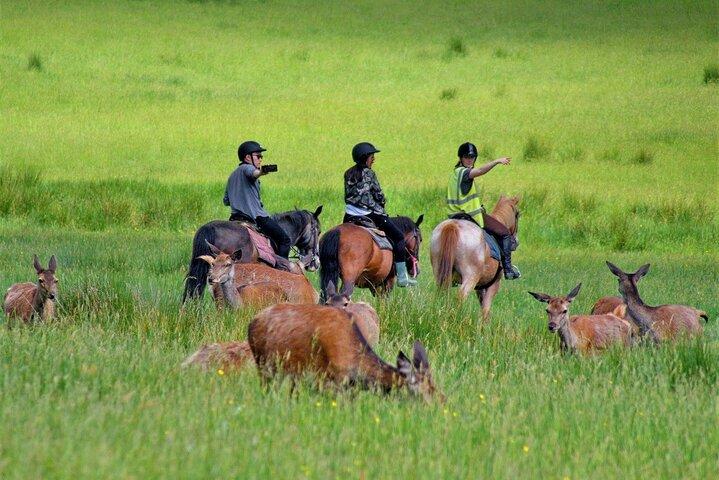 Killarney National Park Horseback Ride. Co Kerry. Guided. 3 hours.