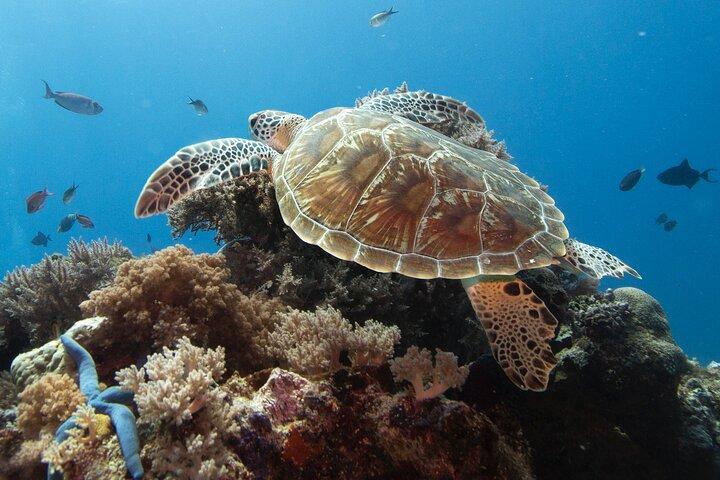 Private Dolphin Watching Experience in Zanzibar