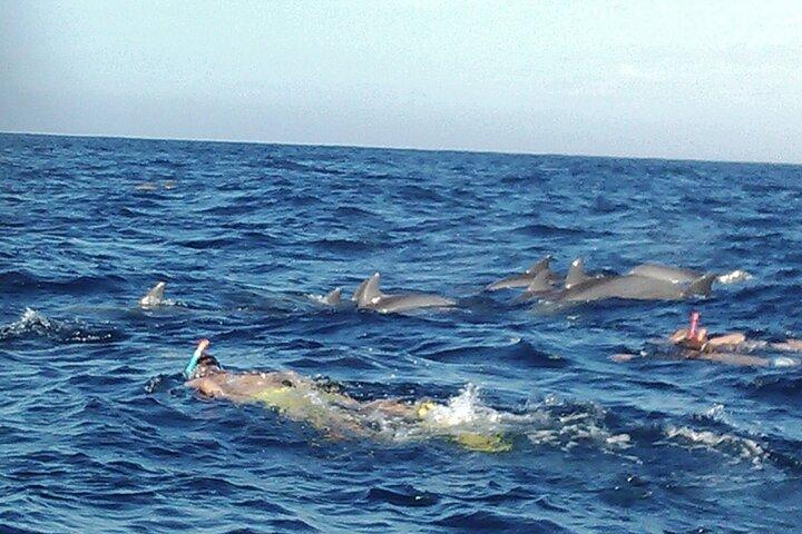 Private Dolphin Watching Experience in Zanzibar