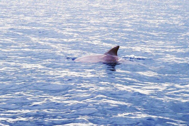 Private Dolphin Watching Experience in Zanzibar