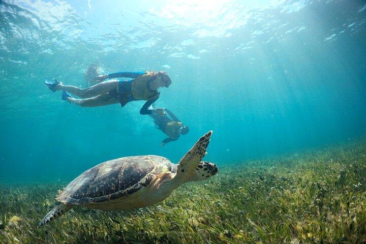 Cancun Snorkeling Tour: Swim with Turtles, Reef, Underwater Museum and Shipwreck