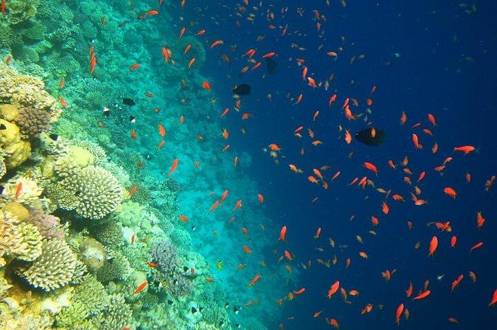 Glass Bottom Boat Trip in Dahab