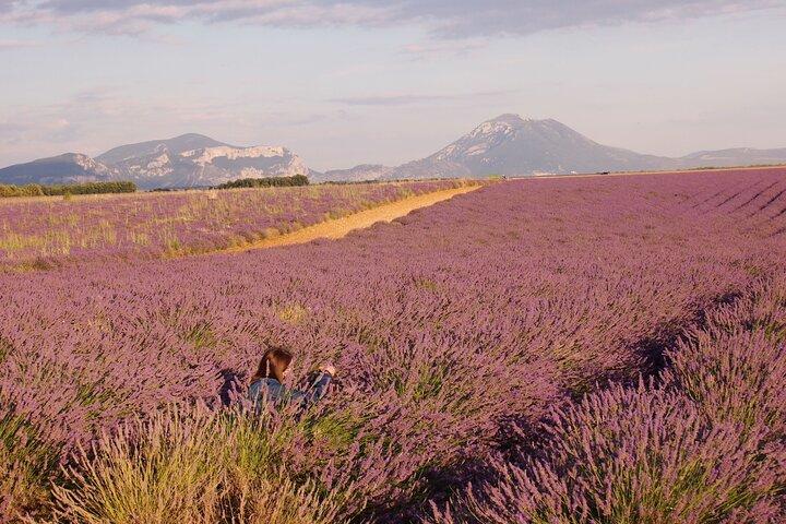 Sunset Lavender Tour in Valensole with pickup from Marseille