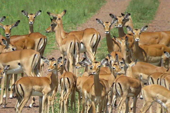 9 Days Safari To See Great Migration Crossing