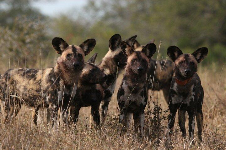 5 Day Kingdom of eSwatini, Kruger National Park & Panorama Route