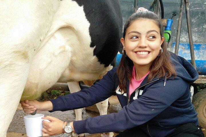 Half-Day Farm Visit and Cow Milking Experience