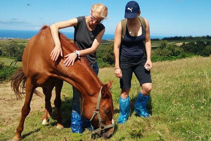 Half-Day Farm Visit and Cow Milking Experience