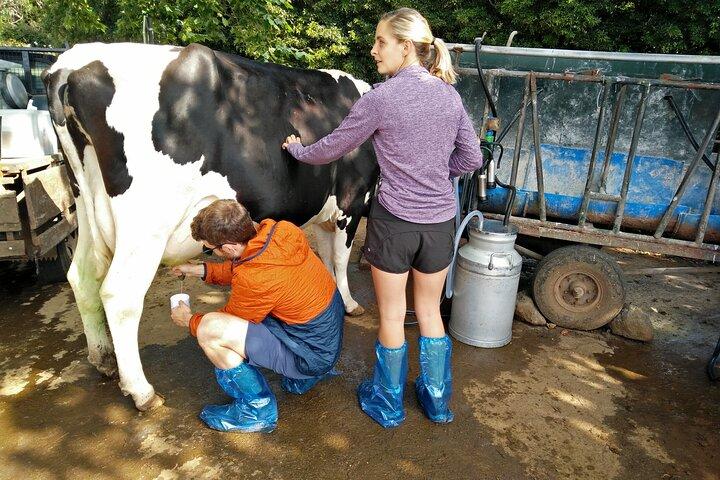 Half-Day Farm Visit and Cow Milking Experience