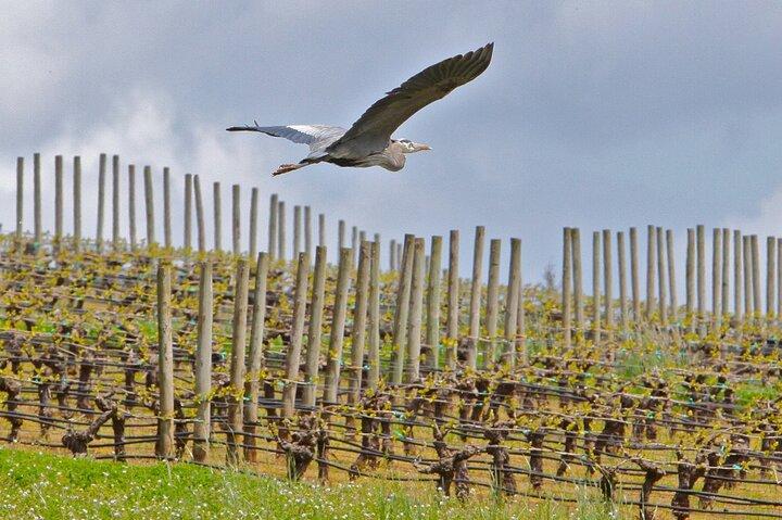 Small Group: Willamette Valley Wine Tour From Portland (Tasting Fees Included)