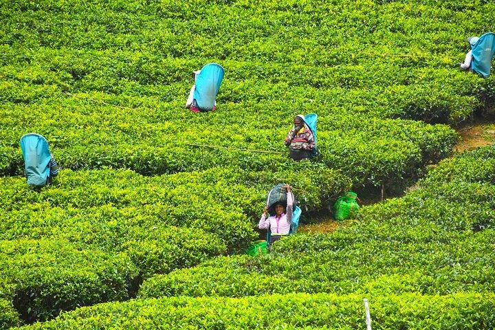 7 Days Classical Tour to Sri Lanka