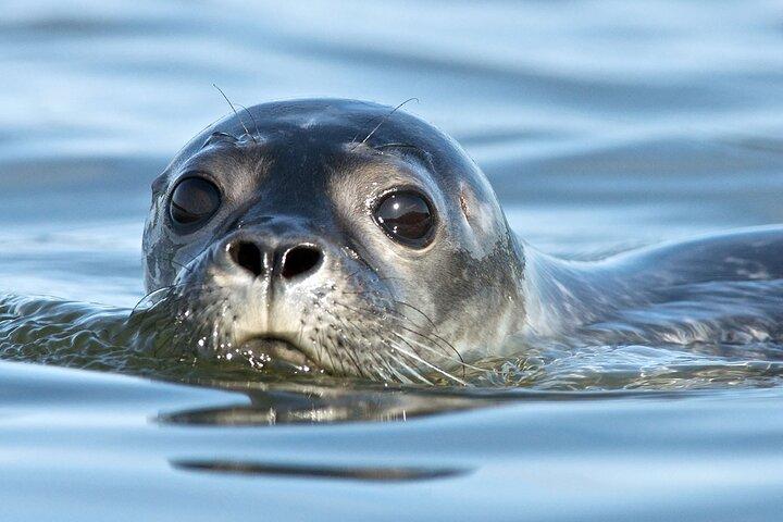 Meet The Seals Boat Tour - Travel by boat to a Secret Seal Cove