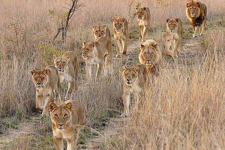 6 Days best of kenya safaris Maasai Mara-Lake Nakuru Amboseli National Park