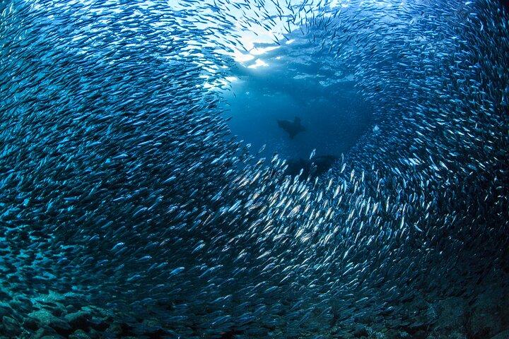 Los Cabos 2 tanks dive to The Corridor (Certified divers)