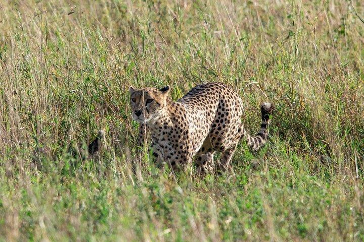 5 Days Tanzania Private Safari Tour