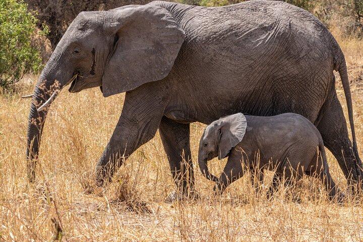 6 Days Mid-Range Tanzania Safari