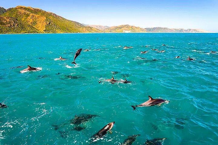 Kona Snorkel Tour: Captain Cook Reef Snorkel, Dolphin & Sea Caves