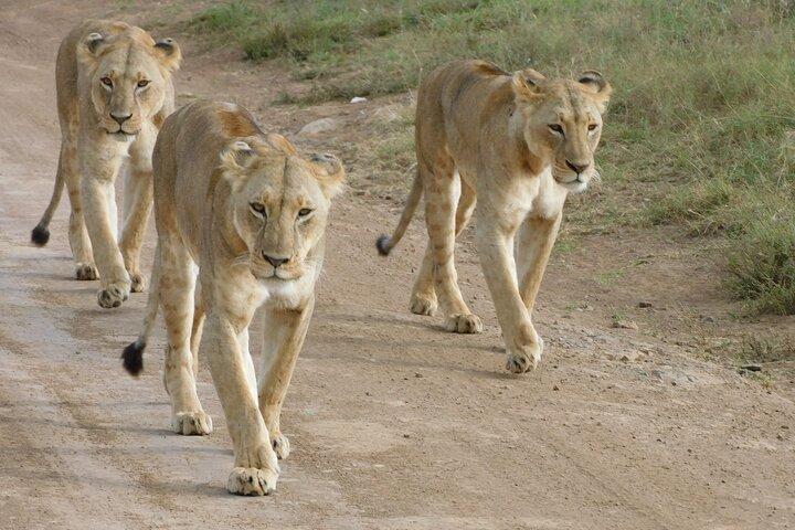 Day Tour to Nairobi National Park and Giraffe Center