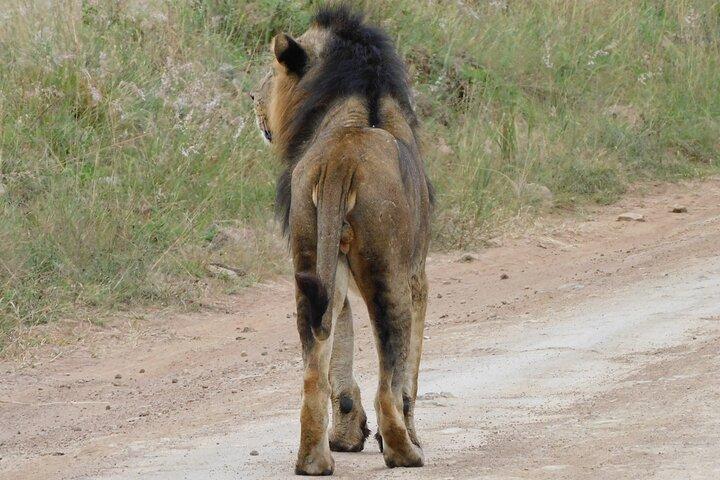 Day Tour to Nairobi National Park and Giraffe Center