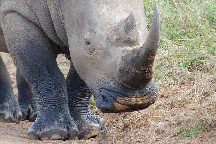 Day Tour to Nairobi National Park and Giraffe Center