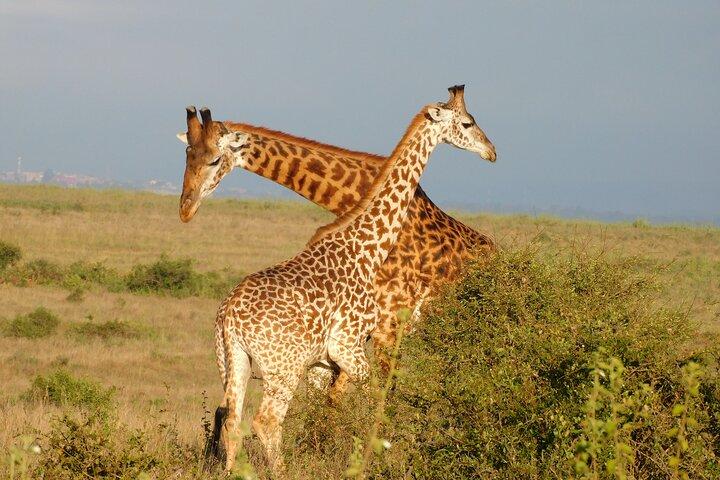 Day Tour to Nairobi National Park and Giraffe Center