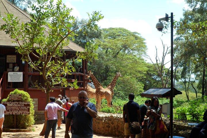 Day Tour to Nairobi National Park and Giraffe Center