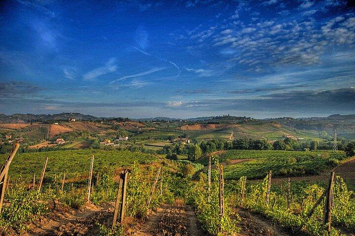 Truffle hunting and lunch experience, with Vinci and winery.