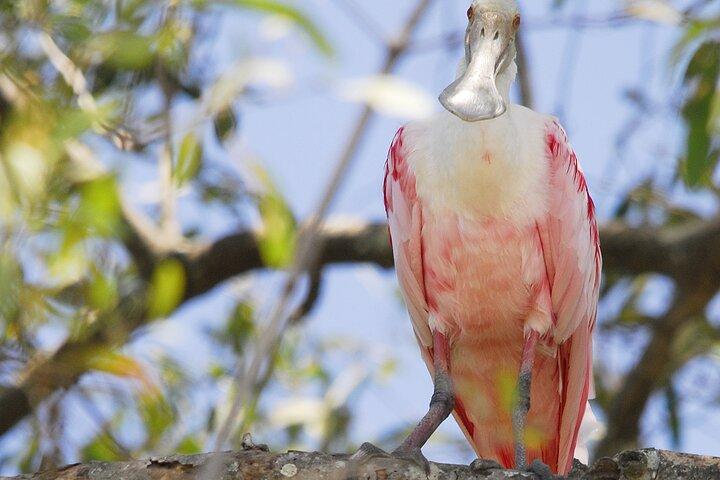 Damas Island Mangrove Boat Tour with Wildlife from Manuel Antonio