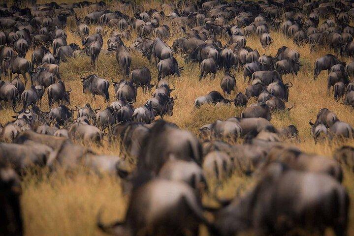 4-Day Best of Tanzania Safari
