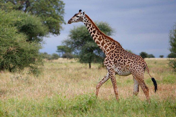4-Day Best of Tanzania Safari