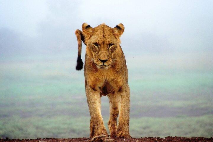 4-Day Best of Tanzania Safari