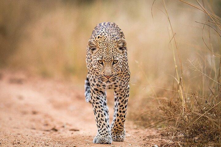 6-Day Private Safari in Northern Tanzania from Arusha