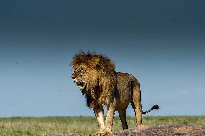 6-Day Private Safari in Northern Tanzania from Arusha