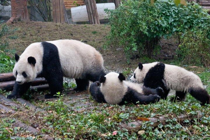 Sanxingdui Ruins and Giant Pandas Private Day Tour from Chengdu