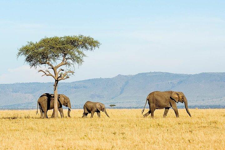 7 Days Tanzania Luxury Safaris