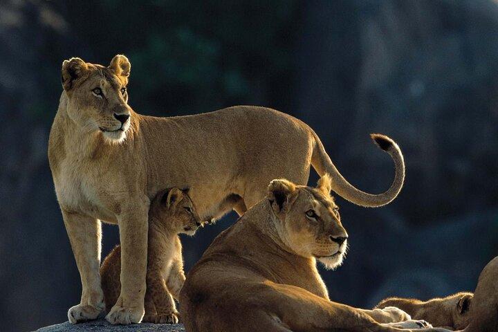 7 Days Tanzania Luxury Safaris