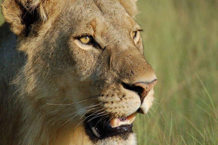 7 Days Tanzania Luxury Safaris