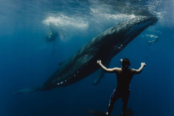 Whale Tour - Observe and swim with whales