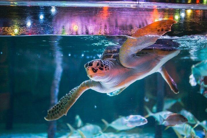 Sealife Bangkok + Madame Tussauds Bangkok for Foreigner