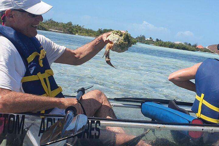 Clear Bottom Kayaks Mangrove Tour