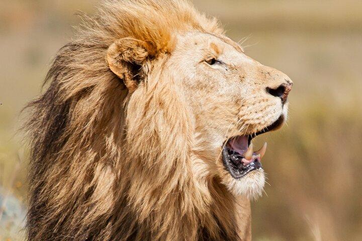 Nairobi National Park and Giraffe Center Half Day Tour