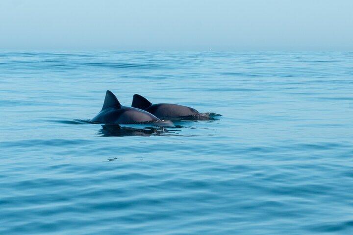 Atlantic Outlook Kayak Tour Cape Town