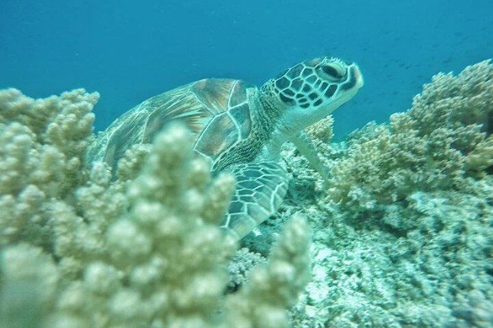 Gili island Snorkeling Half Day Trip departure from Gili Trawangan