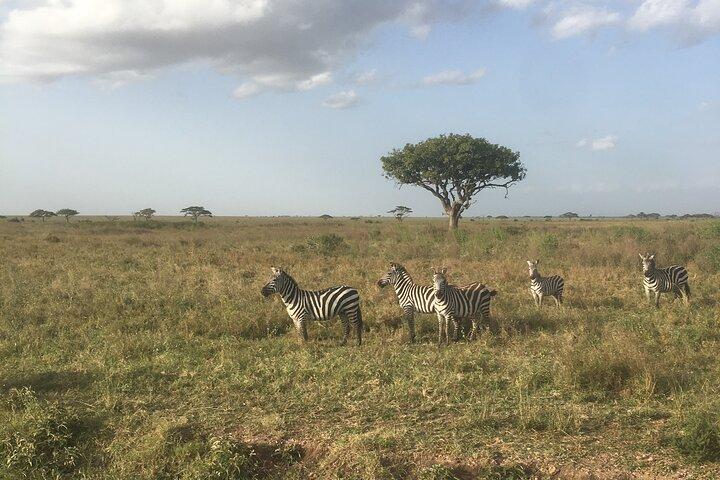 6 Days Budget Tanzania Camping