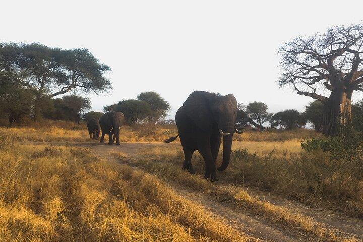 6 Days Budget Tanzania Camping
