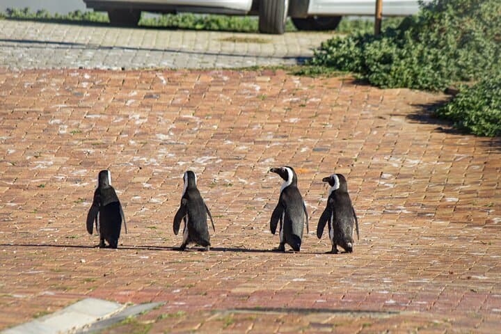 Cape Agulhas Full Day tour