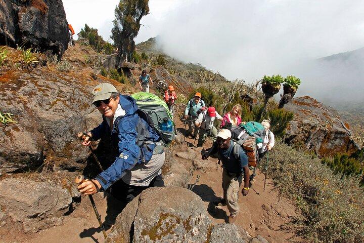 Kilimanjaro day hike on the Shira Plateau from / to Moshi