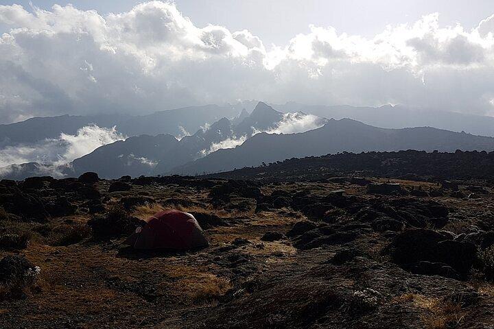 Kilimanjaro day hike on the Shira Plateau from / to Moshi
