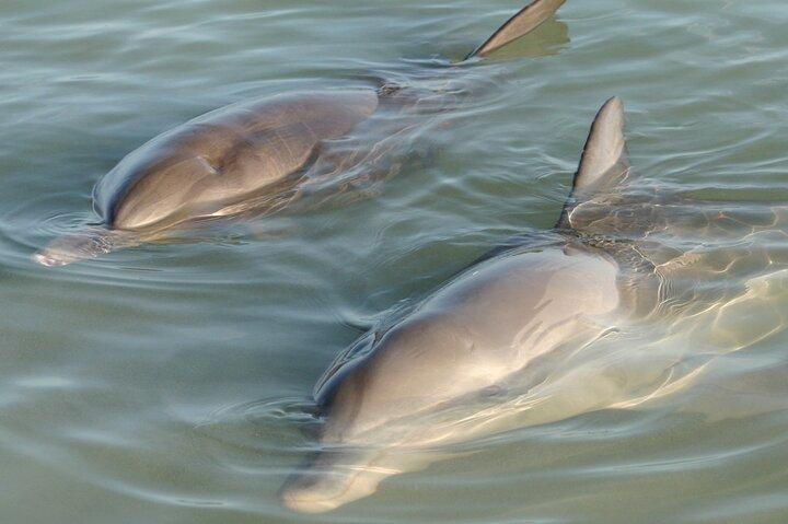Dolphin and Manatee Clear Kayak or Paddleboard Tour