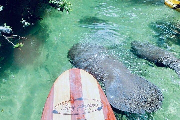 Orlando Manatee and Natural Spring Adventure Tour at Blue Springs
